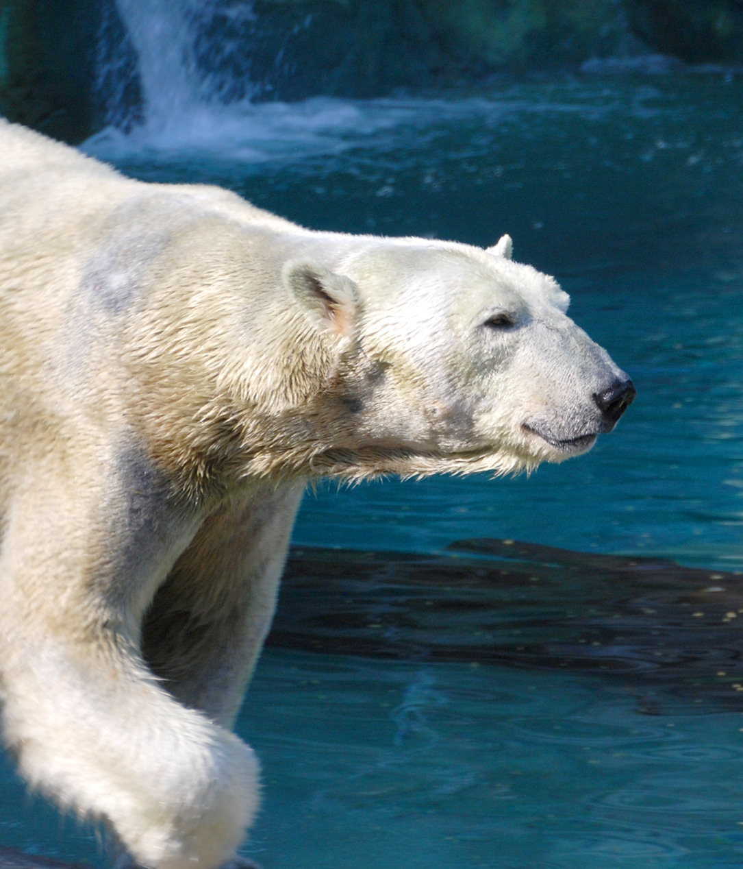 Cool Polar Bear Cool Polar Bear
