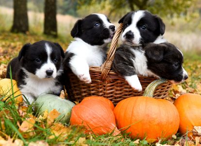 Corgi Puppies Jigsaw Puzzle