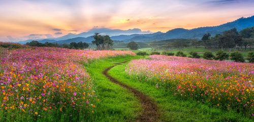 Cosmos Field Jigsaw Puzzle