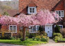 Cottage and Cherry Tree