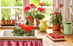 Cottage Kitchen Window Jigsaw Puzzle