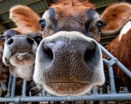 Cow Inspection