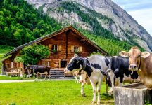 Cows in the Alps