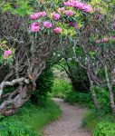 Craggy Pinnacle Trail