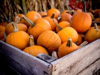 Crate of Pumpkins