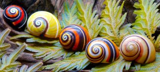 Cuban Snails