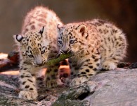 Cubs and a Stick