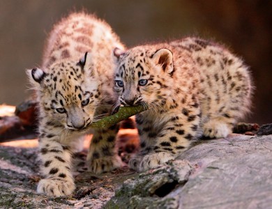 Cubs and a Stick Jigsaw Puzzle