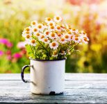 Cup of Daisies