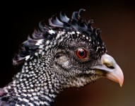 Curassow