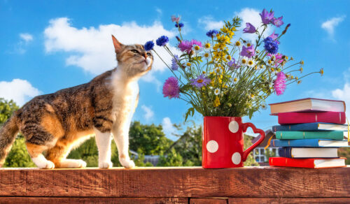 Curious Cat Jigsaw Puzzle