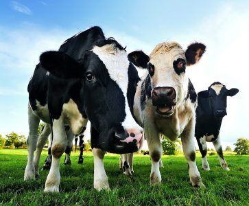 Curious Cows Jigsaw Puzzle