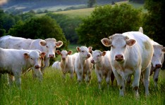 Curious Cows