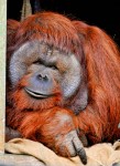 Curious Orangutan