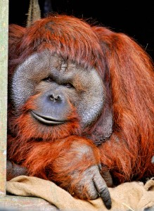 Curious Orangutan Jigsaw Puzzle