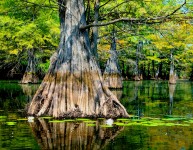 Cypress Tree