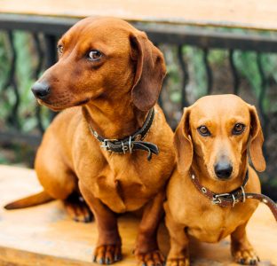 Dachshunds Jigsaw Puzzle