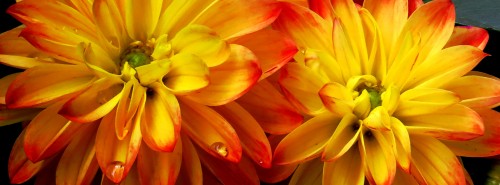 Dahlia Pair Jigsaw Puzzle