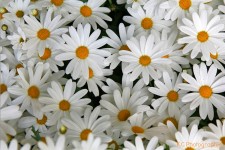 Daisies