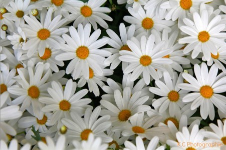 Daisies Jigsaw Puzzle