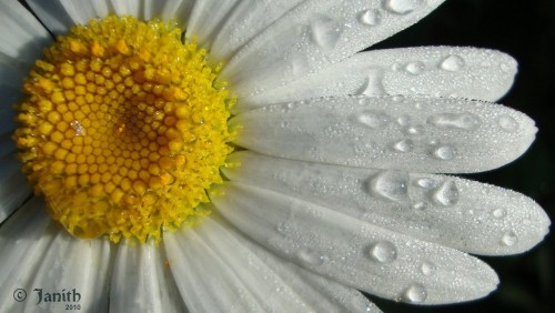 Daisy Jigsaw Puzzle