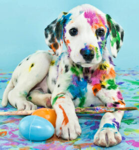 Dalmatian Puppy Jigsaw Puzzle