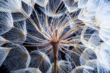 Dandelion Close-Up