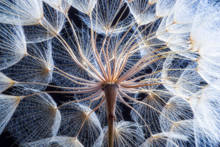 Dandelion Close-Up Jigsaw Puzzle