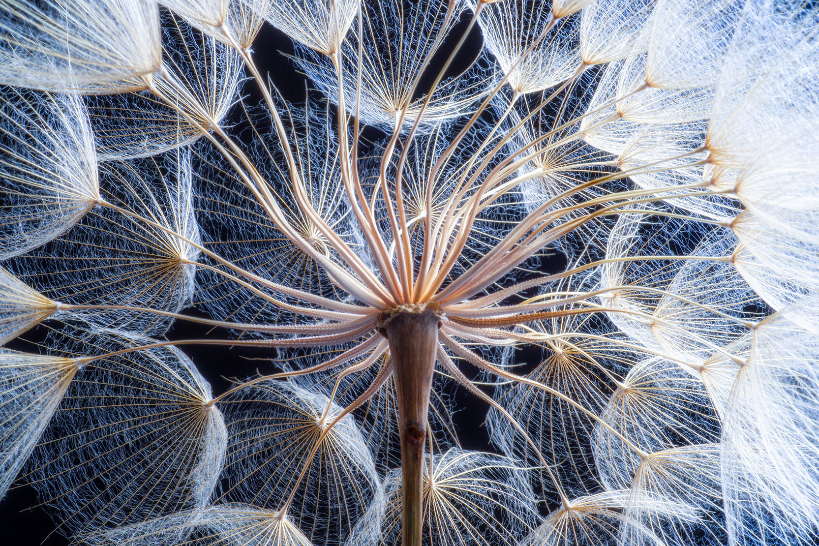 Dandelion CloseUp Jigsaw Puzzle