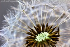 Dandelion Closeup