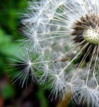 Dandelion Seeds