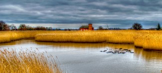 Danish Marsh