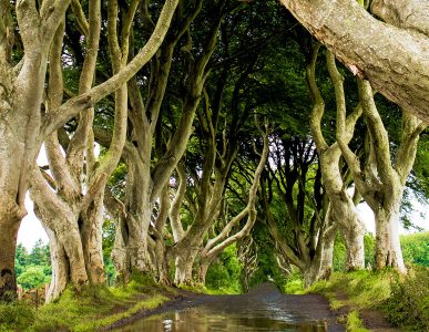 Dark Hedges Jigsaw Puzzle