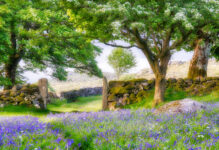 Dartmoor Bluebells