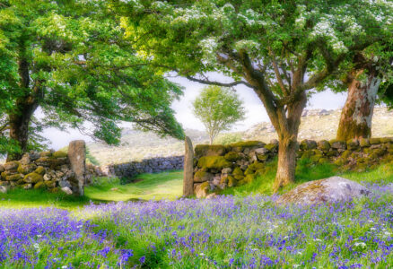 Dartmoor Bluebells Jigsaw Puzzle