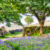 Dartmoor Bluebells Jigsaw Puzzle