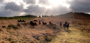 Dartmoor Ponies