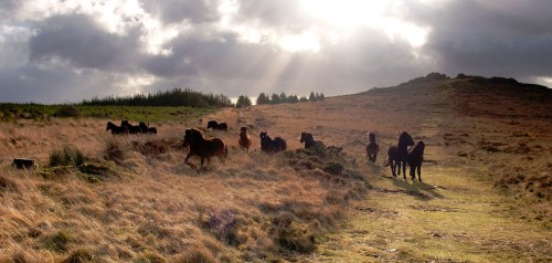 Dartmoor Ponies Jigsaw Puzzle