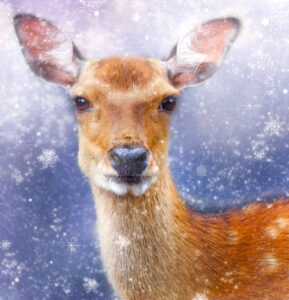 December Doe Jigsaw Puzzle