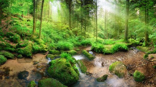 Deep Forest Creek Jigsaw Puzzle