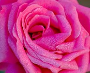 Deep Pink Rose