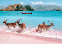 Deer on the Beach