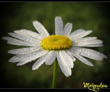 Dewy Daisy Jigsaw Puzzle