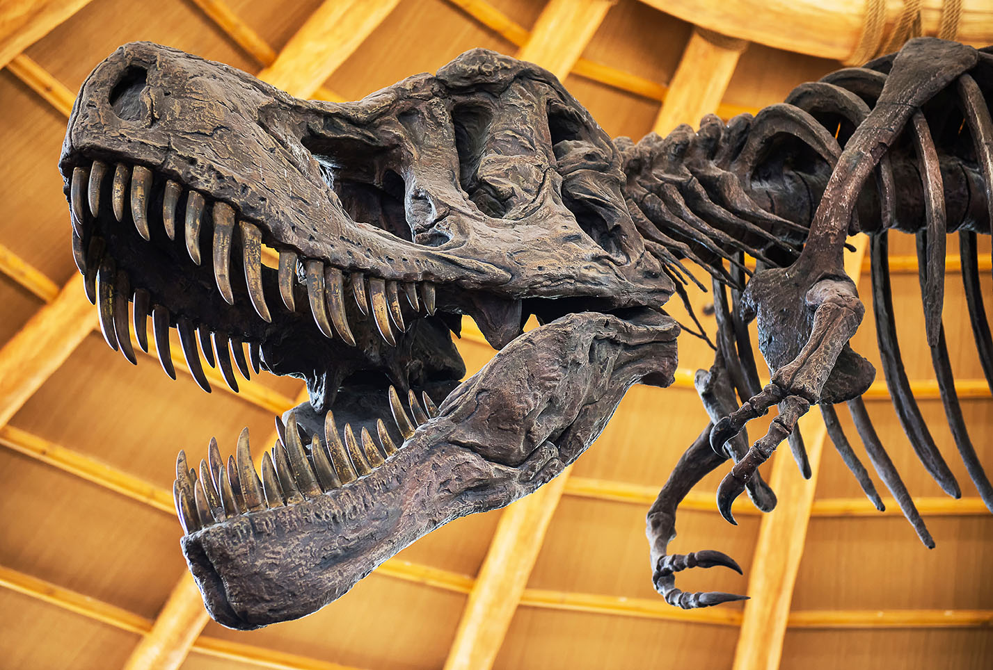 dinosaur skeleton replicas