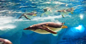 Diving Penguin