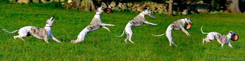 Dog and Frisbee Jigsaw Puzzle