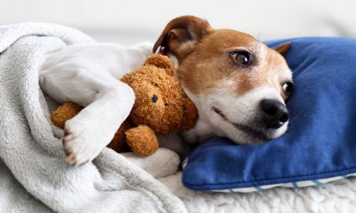 Dog and His Teddy Jigsaw Puzzle