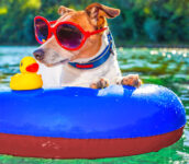Dog Days of Summer Jigsaw Puzzle