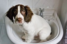 Dog in Sink