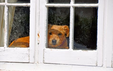 Dog in the Window Jigsaw Puzzle